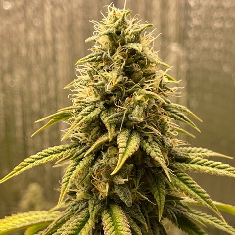 Purple Crash growlog timeline photo