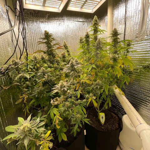 Purple Crash growlog timeline photo