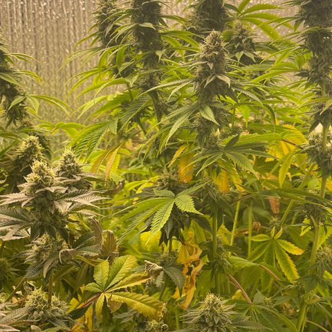 Purple Crash growlog timeline photo