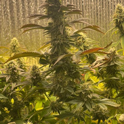 Purple Crash growlog timeline photo