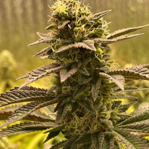 Purple Crash growlog timeline photo