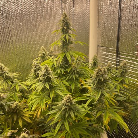 Purple Crash growlog timeline photo