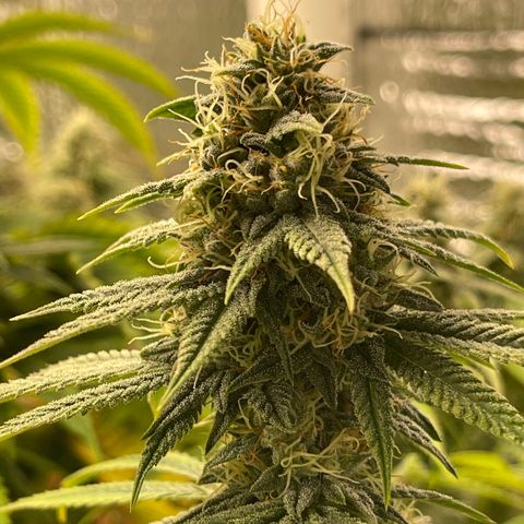 Purple Crash growlog timeline photo