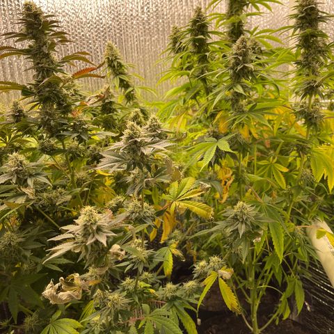 Purple Crash growlog timeline photo
