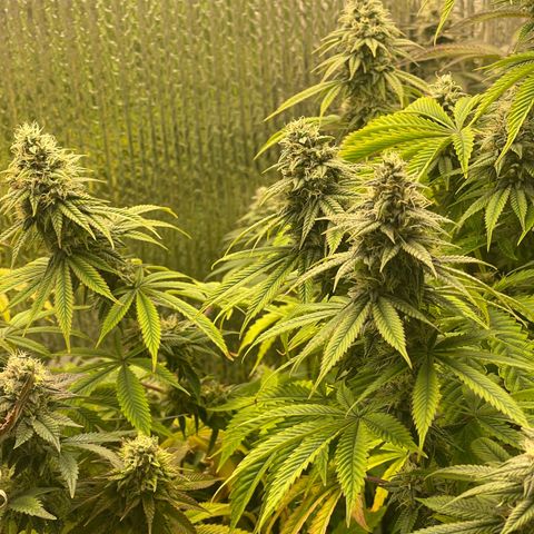 Purple Crash growlog timeline photo