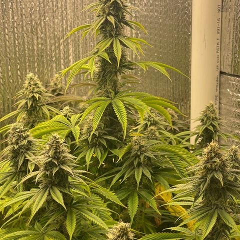Purple Crash growlog timeline photo