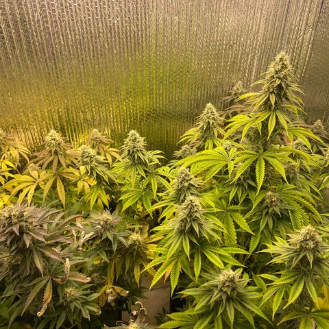 Purple Crash growlog timeline photo