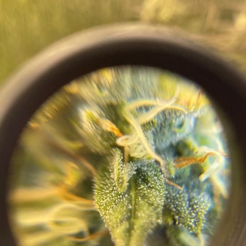 Purple Crash growlog timeline photo