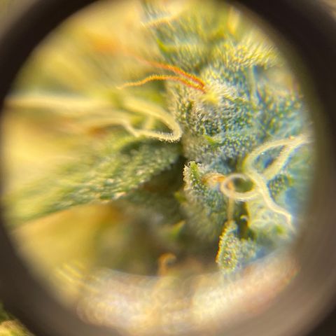 Purple Crash growlog timeline photo