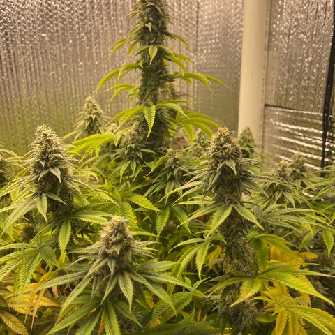 Purple Crash growlog timeline photo