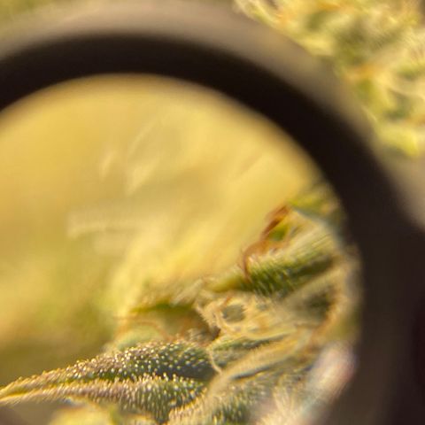 Purple Crash growlog timeline photo