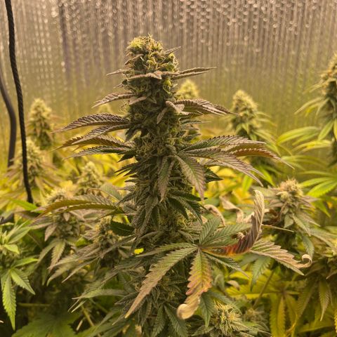 Purple Crash growlog timeline photo
