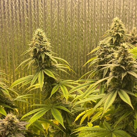 Purple Crash growlog timeline photo