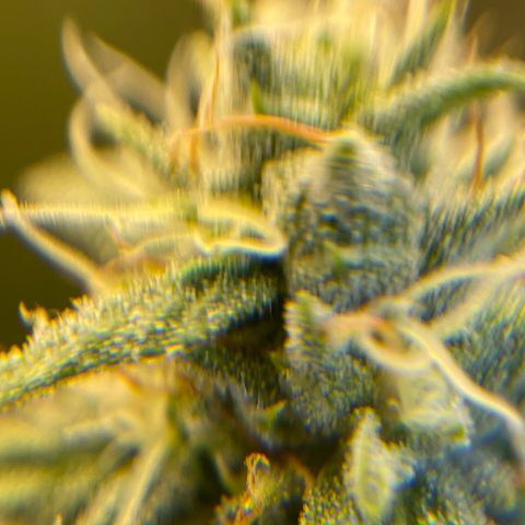 Purple Crash growlog timeline photo