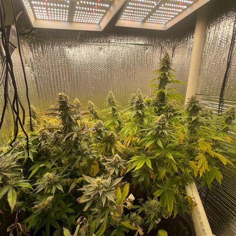 Purple Crash growlog timeline photo