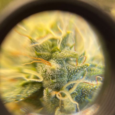 Purple Crash growlog timeline photo