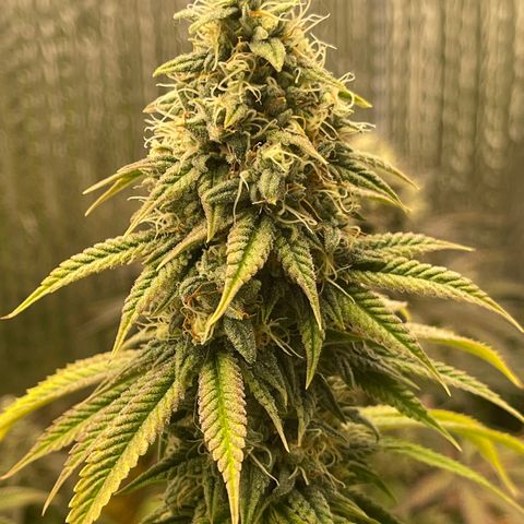 Purple Crash growlog timeline photo