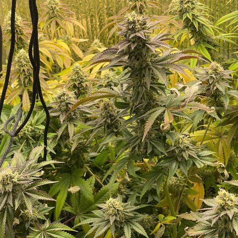 Purple Crash growlog timeline photo