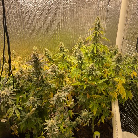 Purple Crash growlog timeline photo