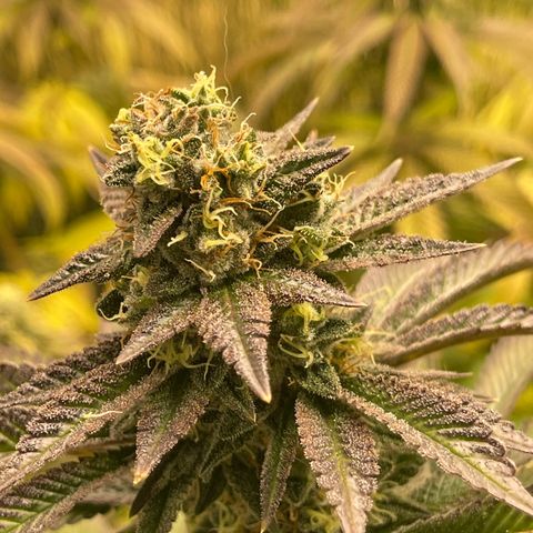 Purple Crash growlog timeline photo