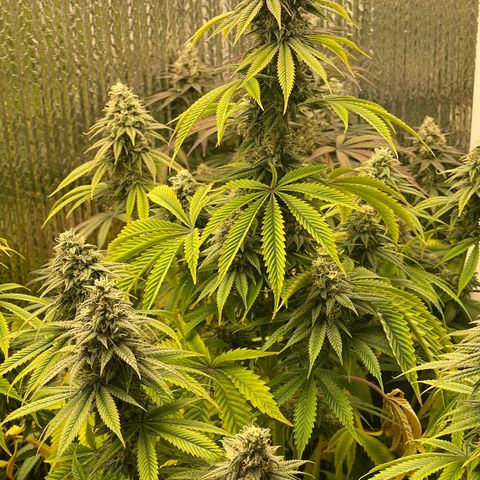 Purple Crash growlog timeline photo