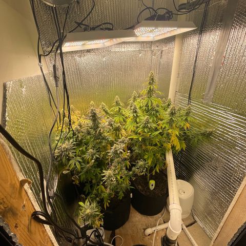 Purple Crash growlog timeline photo
