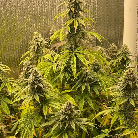 Purple Crash growlog timeline photo