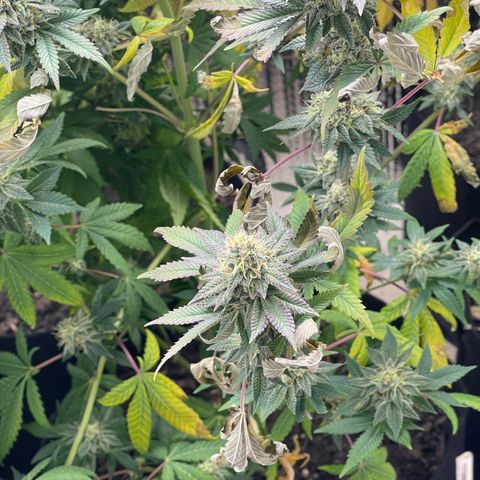 Purple Crash growlog timeline photo