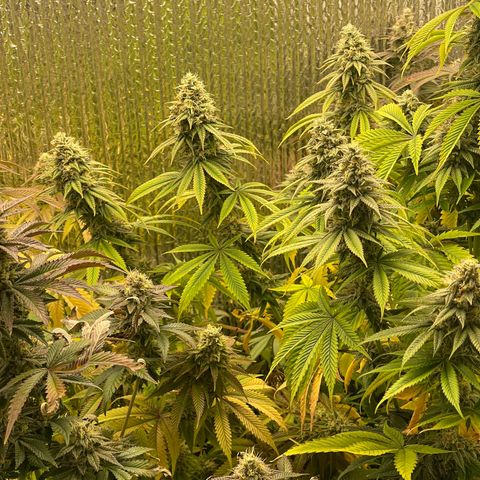 Purple Crash growlog timeline photo