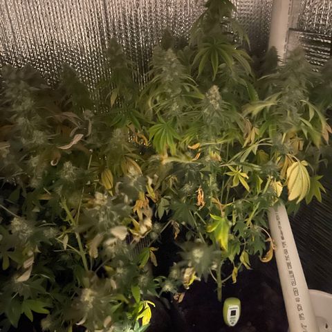 Purple Crash growlog timeline photo