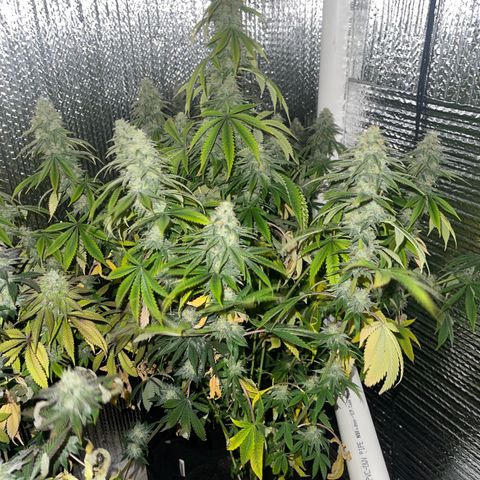 Purple Crash growlog timeline photo