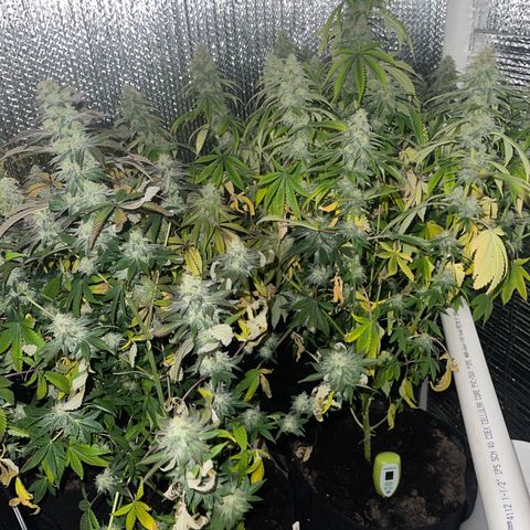 Purple Crash growlog timeline photo