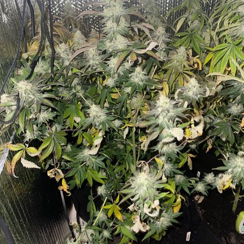 Purple Crash growlog timeline photo