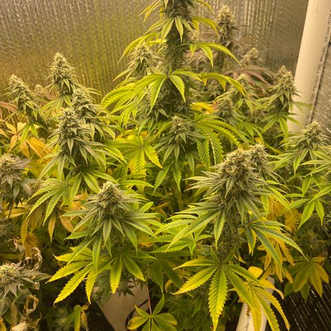 Purple Crash growlog timeline photo