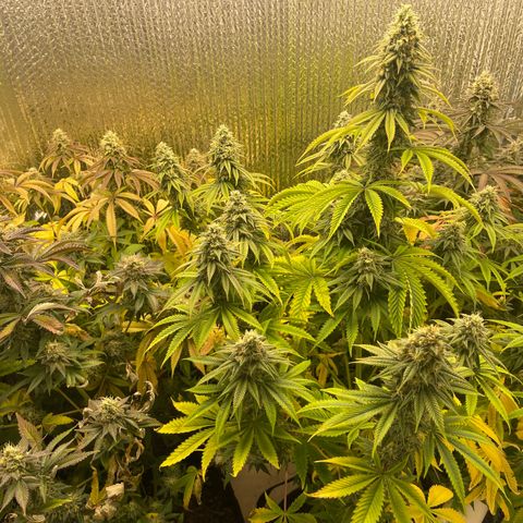 Purple Crash growlog timeline photo