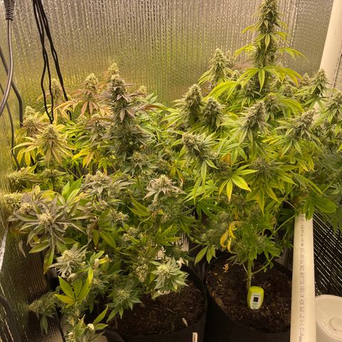 Purple Crash growlog timeline photo