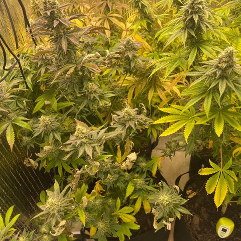 Purple Crash growlog timeline photo