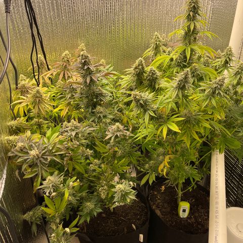 Purple Crash growlog timeline photo