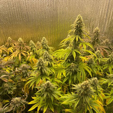 Purple Crash growlog timeline photo