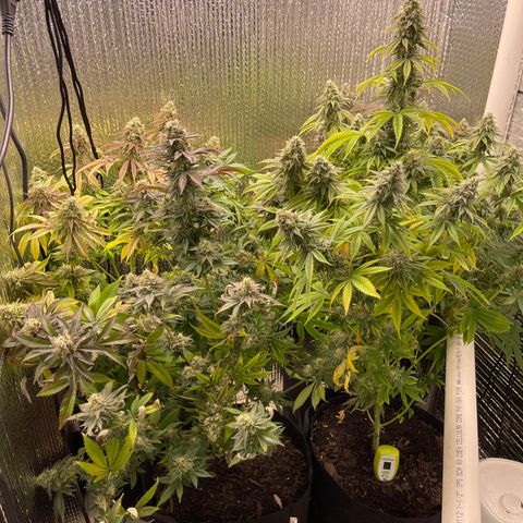 Purple Crash growlog timeline photo