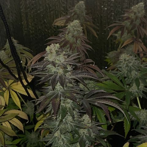 Purple Crash growlog timeline photo