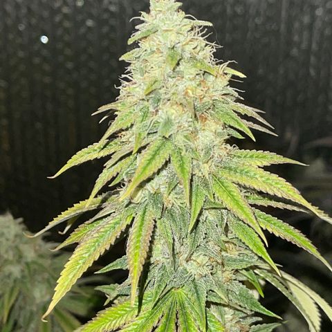 Purple Crash growlog timeline photo