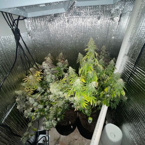 Purple Crash growlog timeline photo