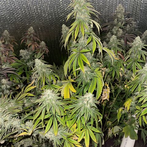 Purple Crash growlog timeline photo