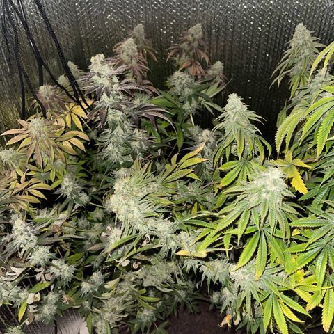 Purple Crash growlog timeline photo
