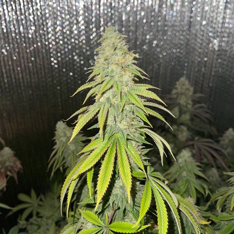 Purple Crash growlog timeline photo