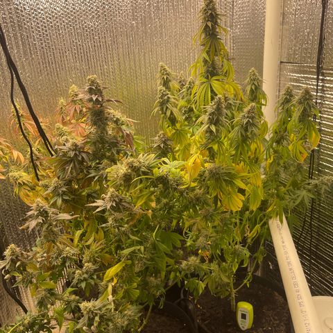 Purple Crash growlog timeline photo