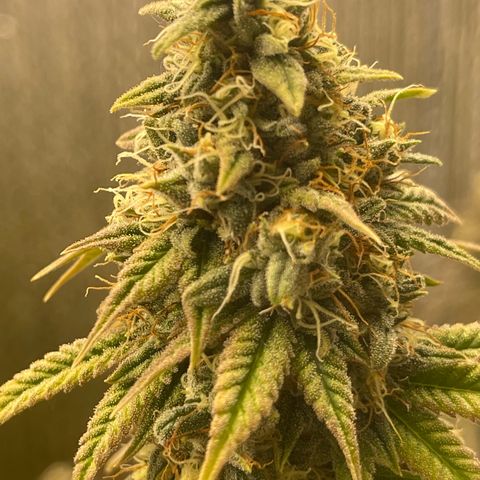 Purple Crash growlog timeline photo