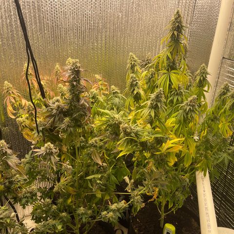 Purple Crash growlog timeline photo