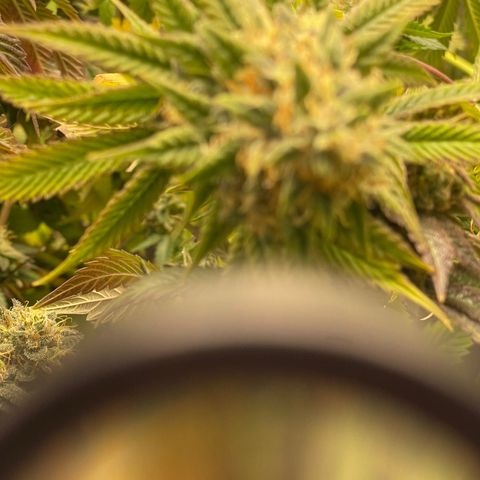 Purple Crash growlog timeline photo